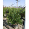PHILLYREA angustifolia En pot de 15-20 litres