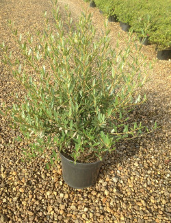 PHILLYREA angustifolia En pot de 7-10 litres