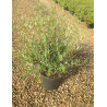 PHILLYREA angustifolia En pot de 7-10 litres