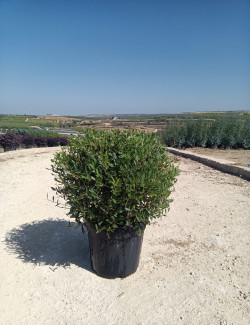 PHILLYREA angustifolia En pot de 35-50 litres