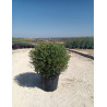 PHILLYREA angustifolia En pot de 35-50 litres