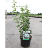 PHILADELPHUS SNOWBELLE En pot de 4-5 litres