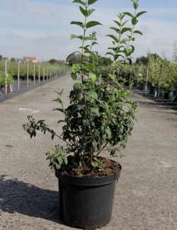 PHILADELPHUS SNOWBELLE En pot de 10-12 litres
