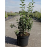 PHILADELPHUS SNOWBELLE En pot de 10-12 litres