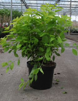PHILADELPHUS coronarius AUREUS En pot de 10-12 litres