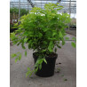 PHILADELPHUS coronarius AUREUS En pot de 10-12 litres