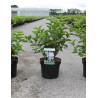 PHILADELPHUS coronarius En pot de 4-5 litres