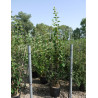 PHILADELPHUS coronarius En pot de 25-30 litres