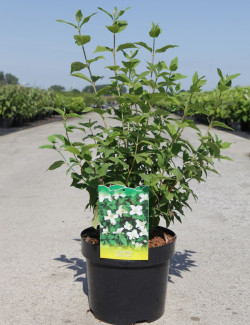 PHILADELPHUS BELLE ETOILE En pot de 4-5 litres