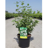 PHILADELPHUS BELLE ETOILE En pot de 4-5 litres