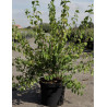 PHILADELPHUS BELLE ETOILE En pot de 10-12 litres
