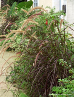 PENNISETUM setaceum RUBRUM