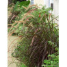 PENNISETUM setaceum RUBRUM