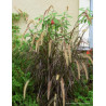 PENNISETUM setaceum RUBRUM