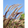 PENNISETUM setaceum RUBRUM