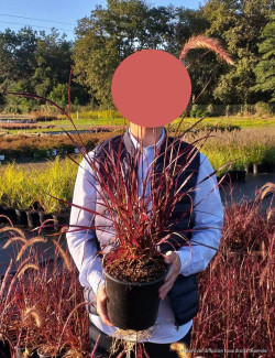 PENNISETUM setaceum RUBRUM En pot de 4-5 litres
