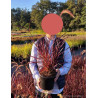 PENNISETUM setaceum RUBRUM En pot de 4-5 litres