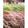 PENNISETUM setaceum RUBRUM