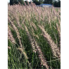PENNISETUM orientale KARLEY ROSE