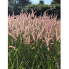 PENNISETUM orientale KARLEY ROSE