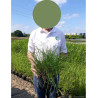PENNISETUM alopecuroides HAMELN En pot de 4-5 litres