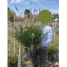 PENNISETUM alopecuroides HAMELN En pot de 10-12 litres