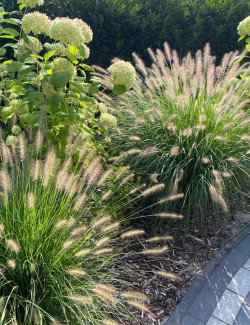 PENNISETUM alopecuroides HAMELN