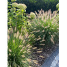 PENNISETUM alopecuroides HAMELN