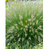PENNISETUM alopecuroides HAMELN