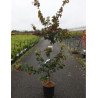 PARROTIA persica En pot de 15-20 litres