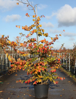 PARROTIA persica En pot de 25-30 litres