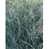 PANICUM virgatum PRAIRIE SKY