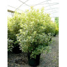 OSMANTHUS heterophyllus TRICOLOR ou GOSHIKI En pot de 15-20 litres
