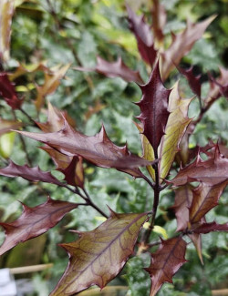 OSMANTHUS heterophyllus PURPUREUS