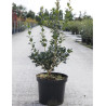 OSMANTHUS heterophyllus En pot de 7-10 litres