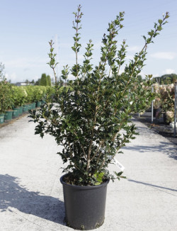 OSMANTHUS heterophyllus En pot de 15-20 litres