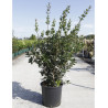 OSMANTHUS heterophyllus En pot de 15-20 litres