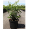 OSMANTHUS burkwoodii En pot de 7-10 litres