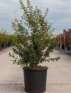 OSMANTHUS burkwoodii En pot de 10-12 litres