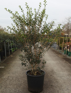 OSMANTHUS burkwoodii En pot de 25-30 litres