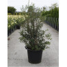 OSMANTHUS burkwoodii En pot de 35-50 litres