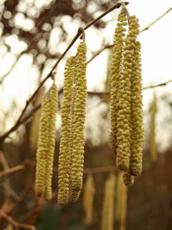 NOISETIER MERVEILLE DE BOLWILLER