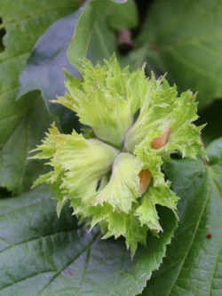 NOISETIER MERVEILLE DE BOLWILLER