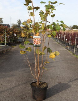 NOISETIER MERVEILLE DE BOLWILLER En pot de 10-12 litres