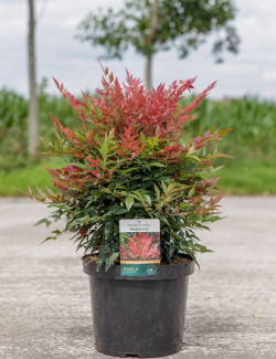 NANDINA domestica OBSESSED En pot de 10-12 litres