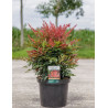 NANDINA domestica OBSESSED En pot de 10-12 litres