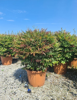 NANDINA domestica OBSESSED En pot de 30-35 litres