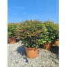 NANDINA domestica OBSESSED En pot de 30-35 litres