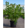 MYRTILLE DES JARDINS PATRIOT En pot de 10-12 litres
