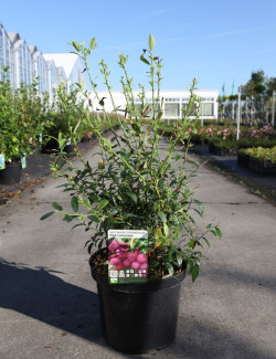 MYRTILLE DES JARDINS PINK LEMONADE En pot de 10-12 litres